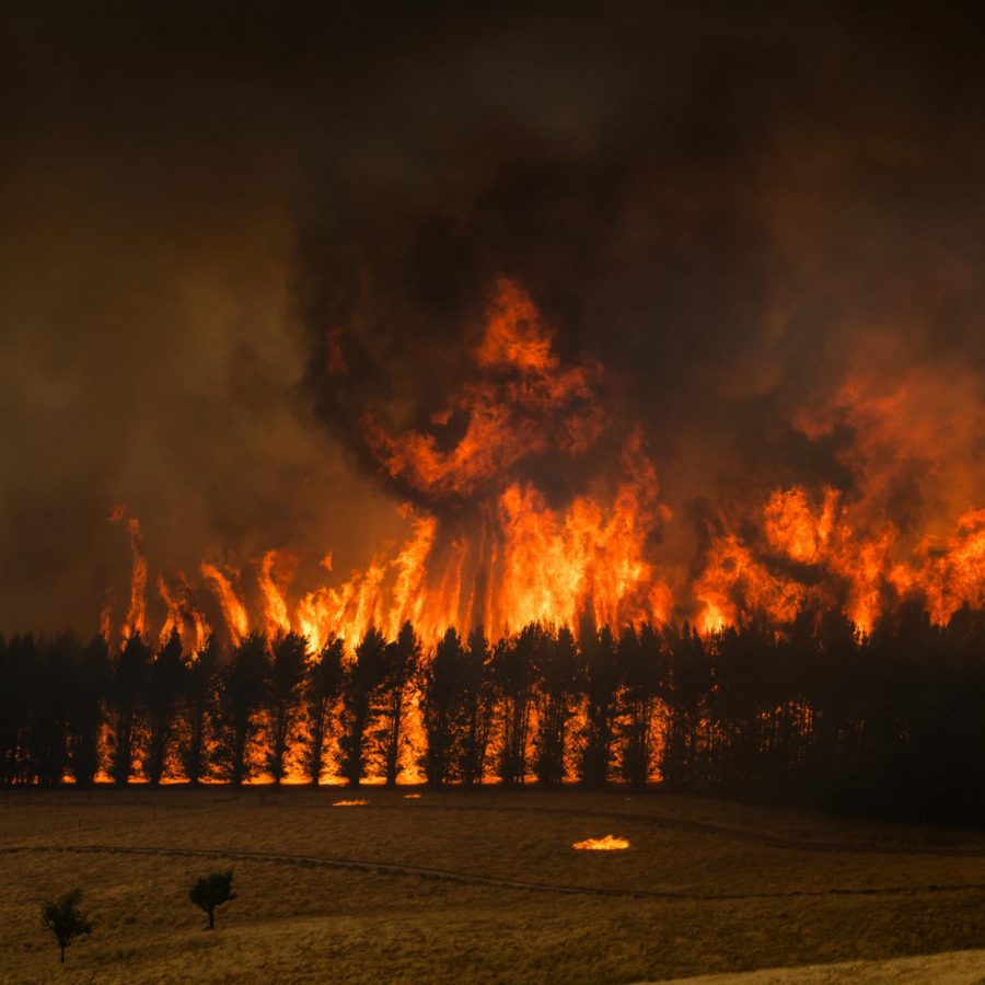 Australian Fires in Florida’s Backyard